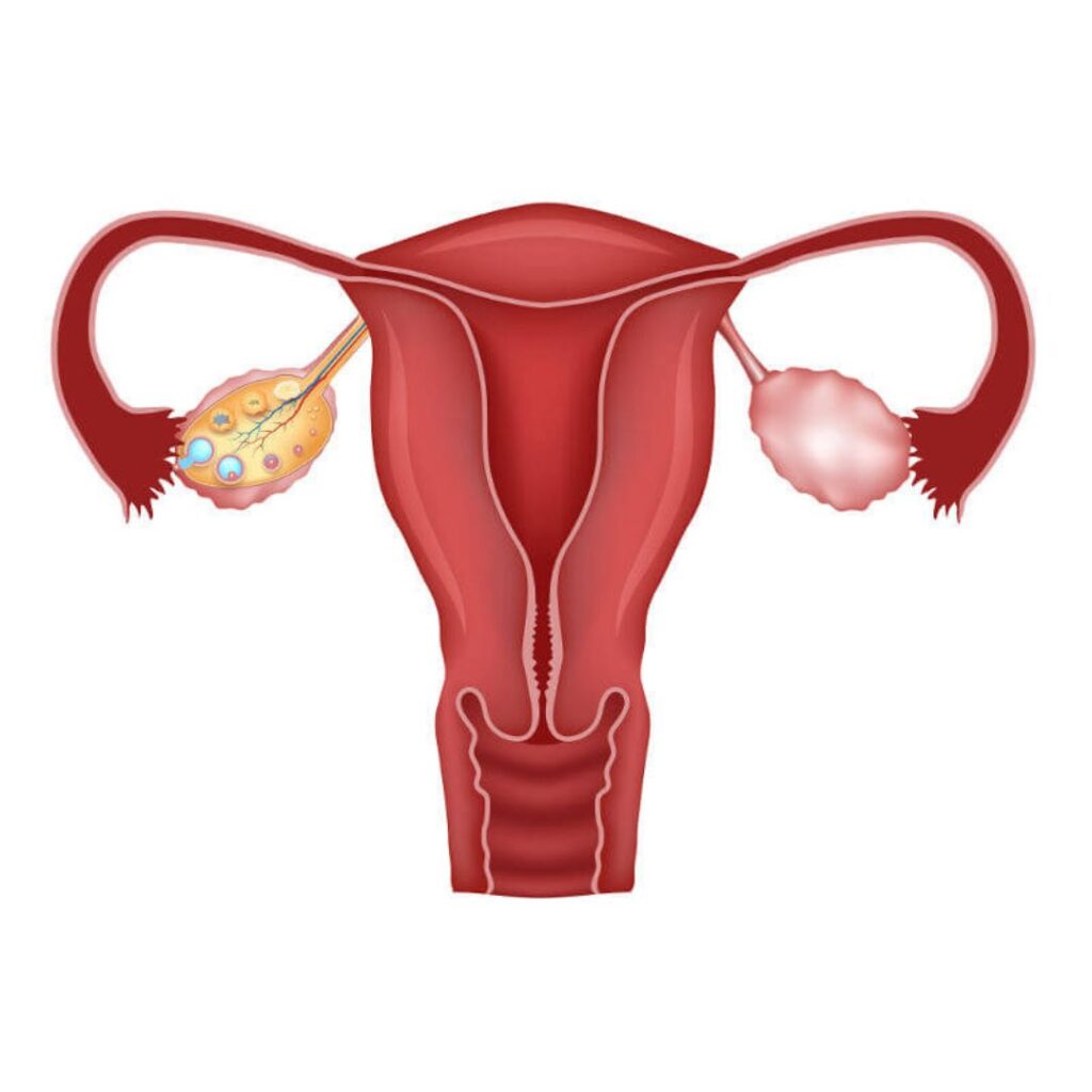 All About Ovarian Reserve and IVF Planning