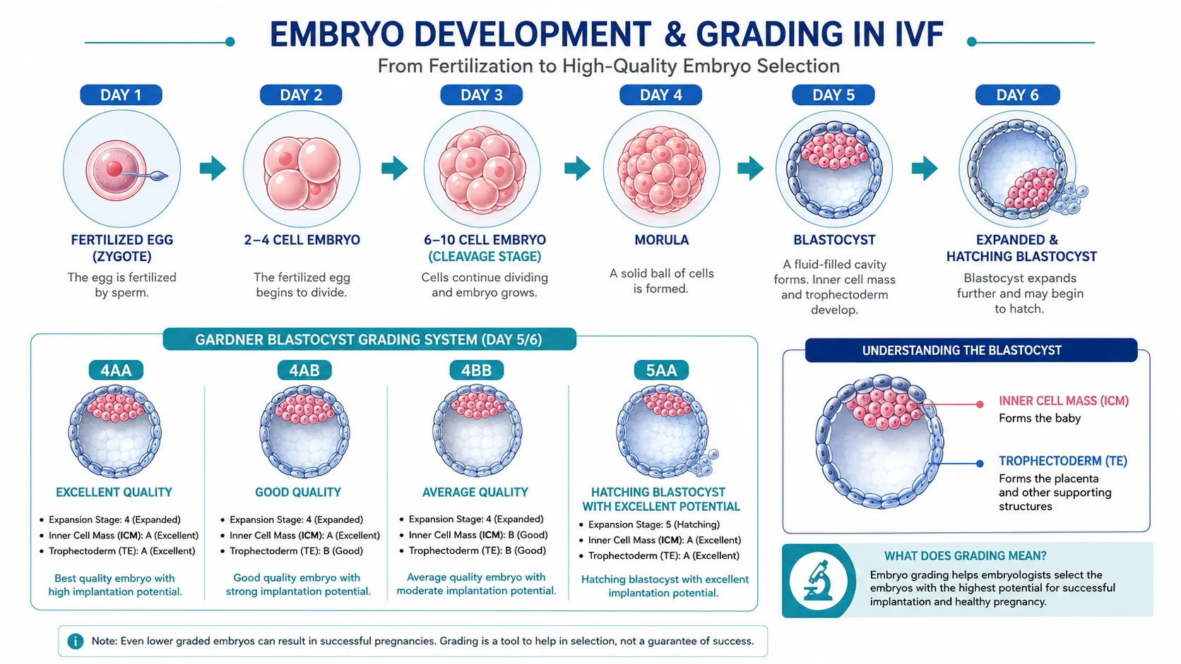 The Science Behind Embryo Grading in IVF Treatment showing embryo development timeline from fertilized egg to blastocyst and Gardner grading system.